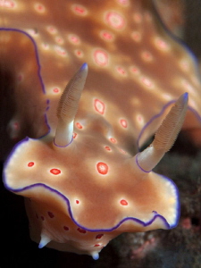 Ceratosoma trilobatum, Seraya by Doug Anderson 